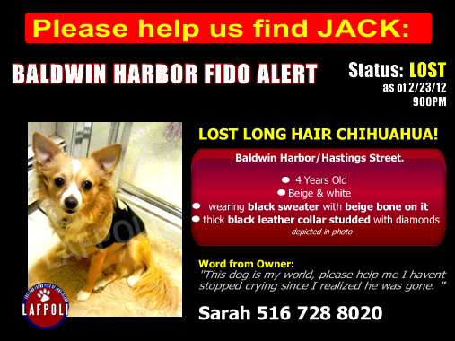 Baldwin-Harbor-Lost-long-haired-chihuahua-2-23-12-Contact Sarah at 516-728-8020