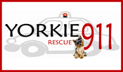 Yorkie 911 Rescue Group