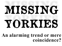 Missing Yorkies - an alarming trend or mere coincidnece